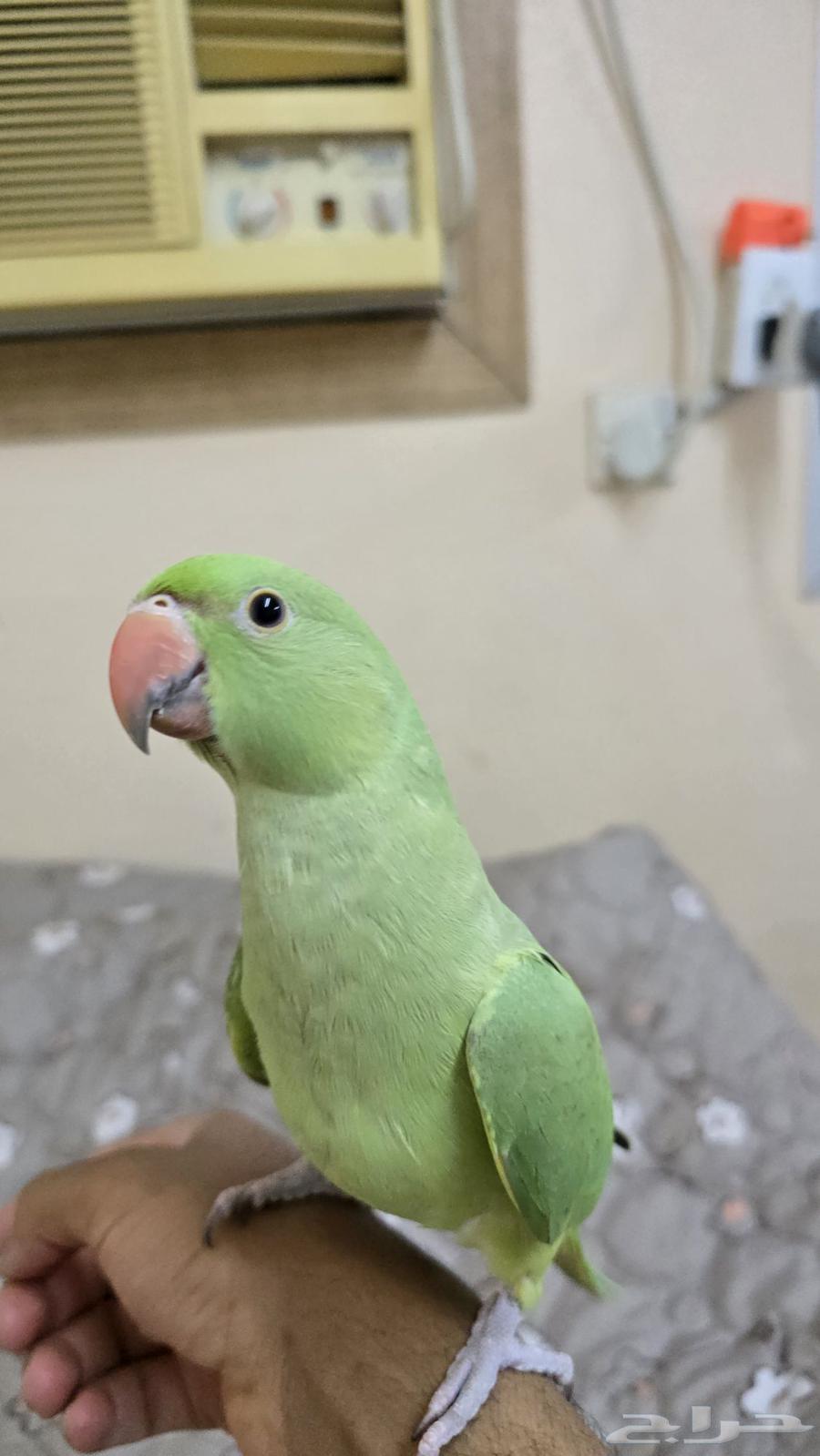 ببغاء درة للبيع64532283003009111