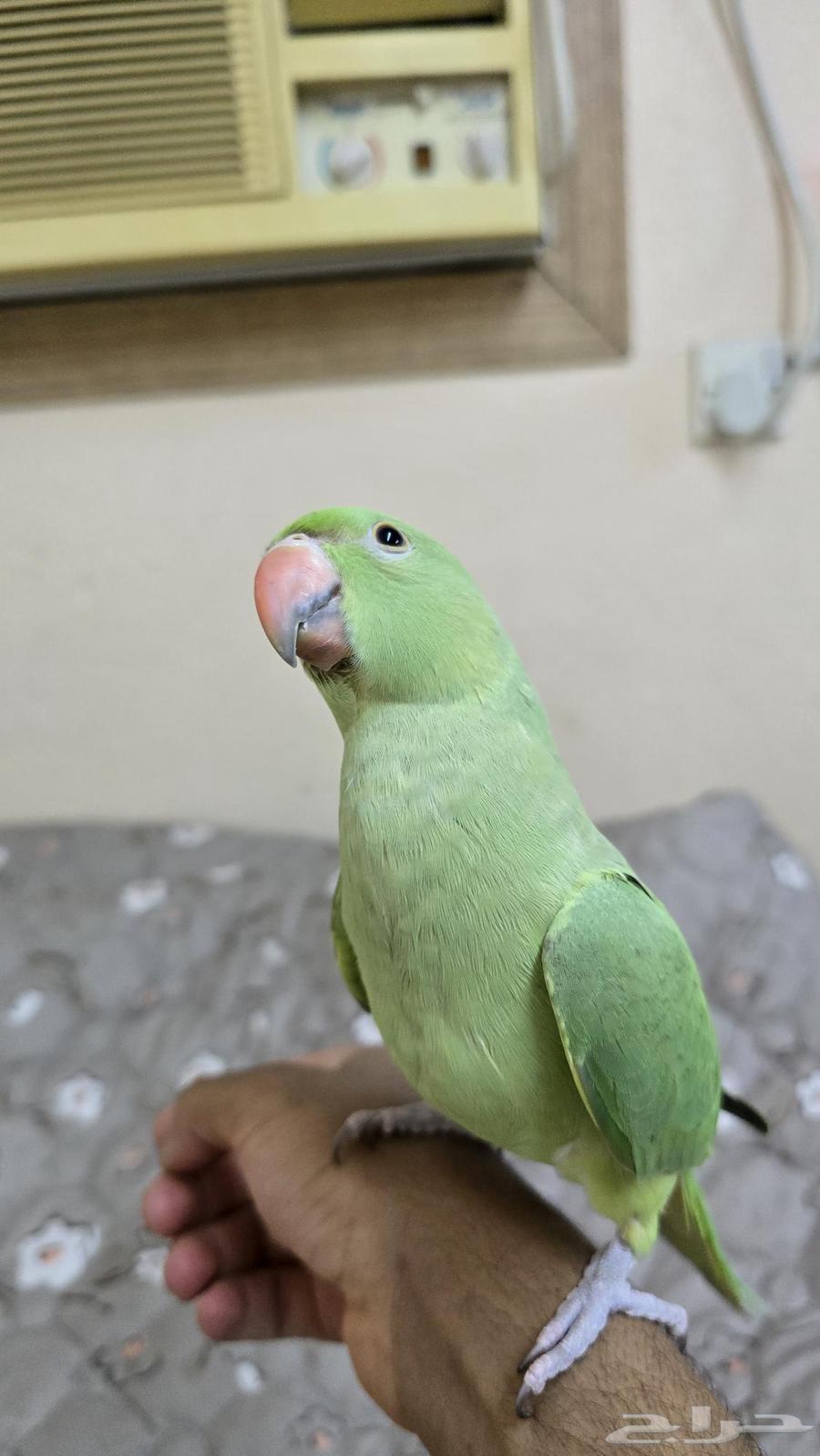 ببغاء درة للبيع64532283003009110