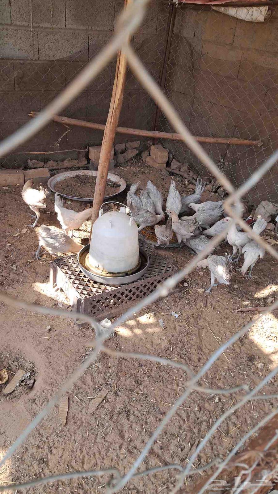 Fayoumi frozen chicken64531182293505112