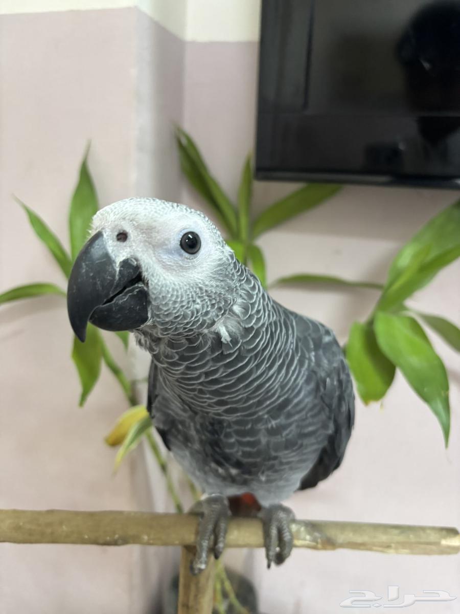 Faroukh Gongo Soft Casco64530798044419114