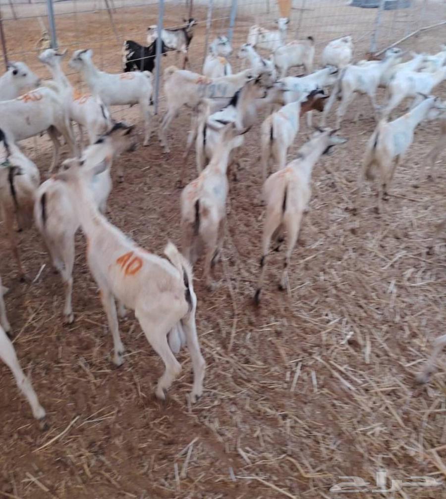 طليان بربري وتيوس صومالي64530416211714113