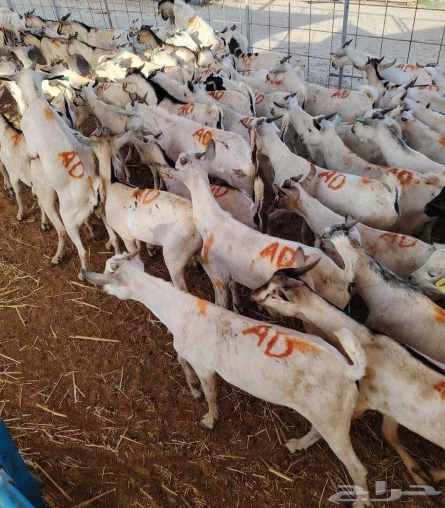 طليان بربري وتيوس صومالي64530416211714114