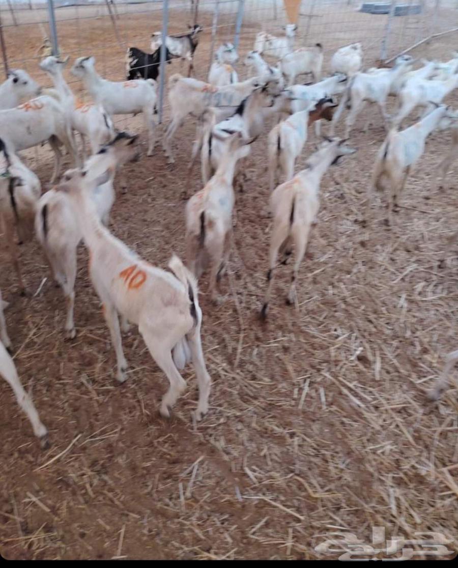 طليان بربري وتيوس صومالي64530416211714111