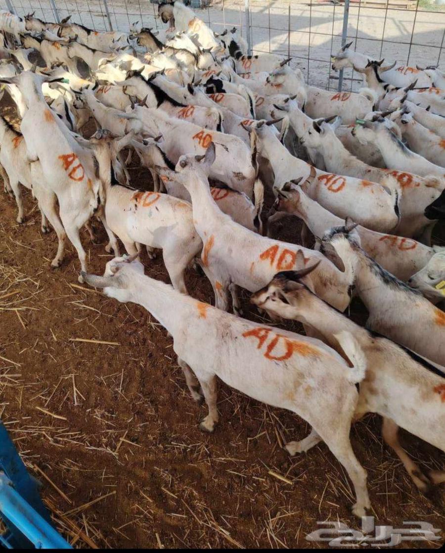 طليان بربري وتيوس صومالي64530416211714110