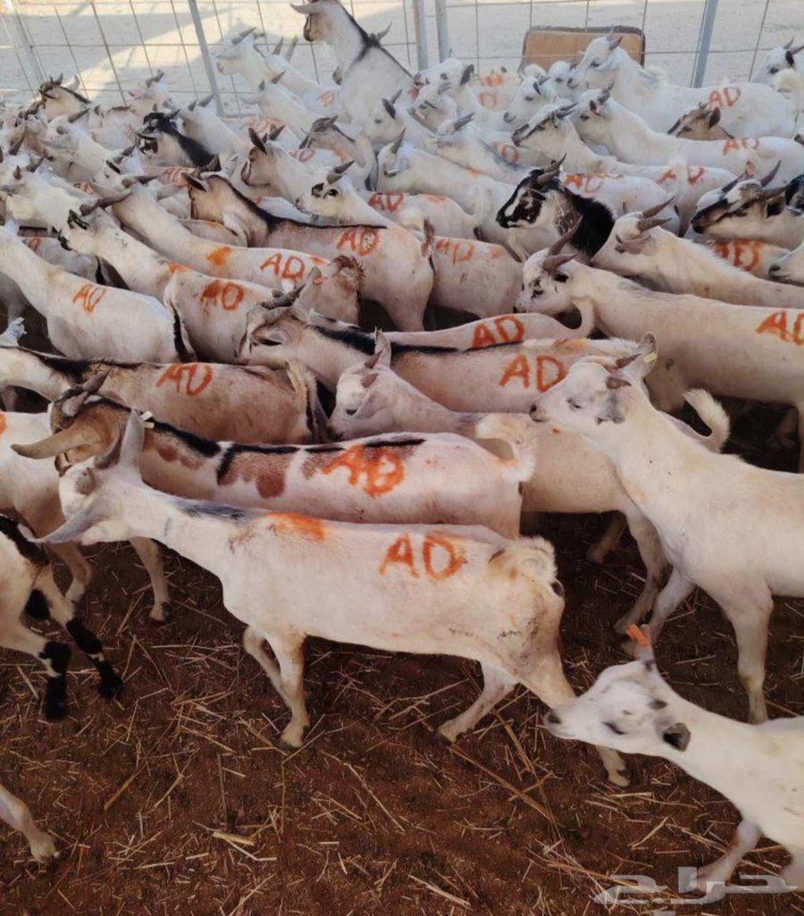 طليان بربري وتيوس صومالي64530416211714112