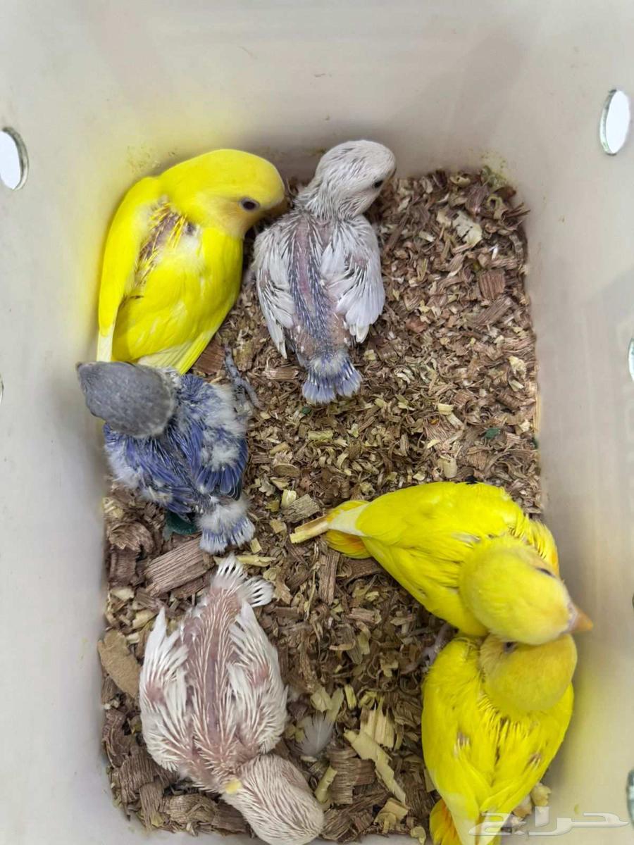 فروخ روز تم البيع64532226884225111