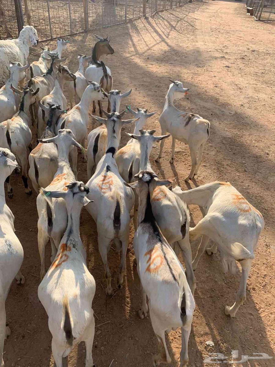 تيوس صومالي جذعان64534971423361111