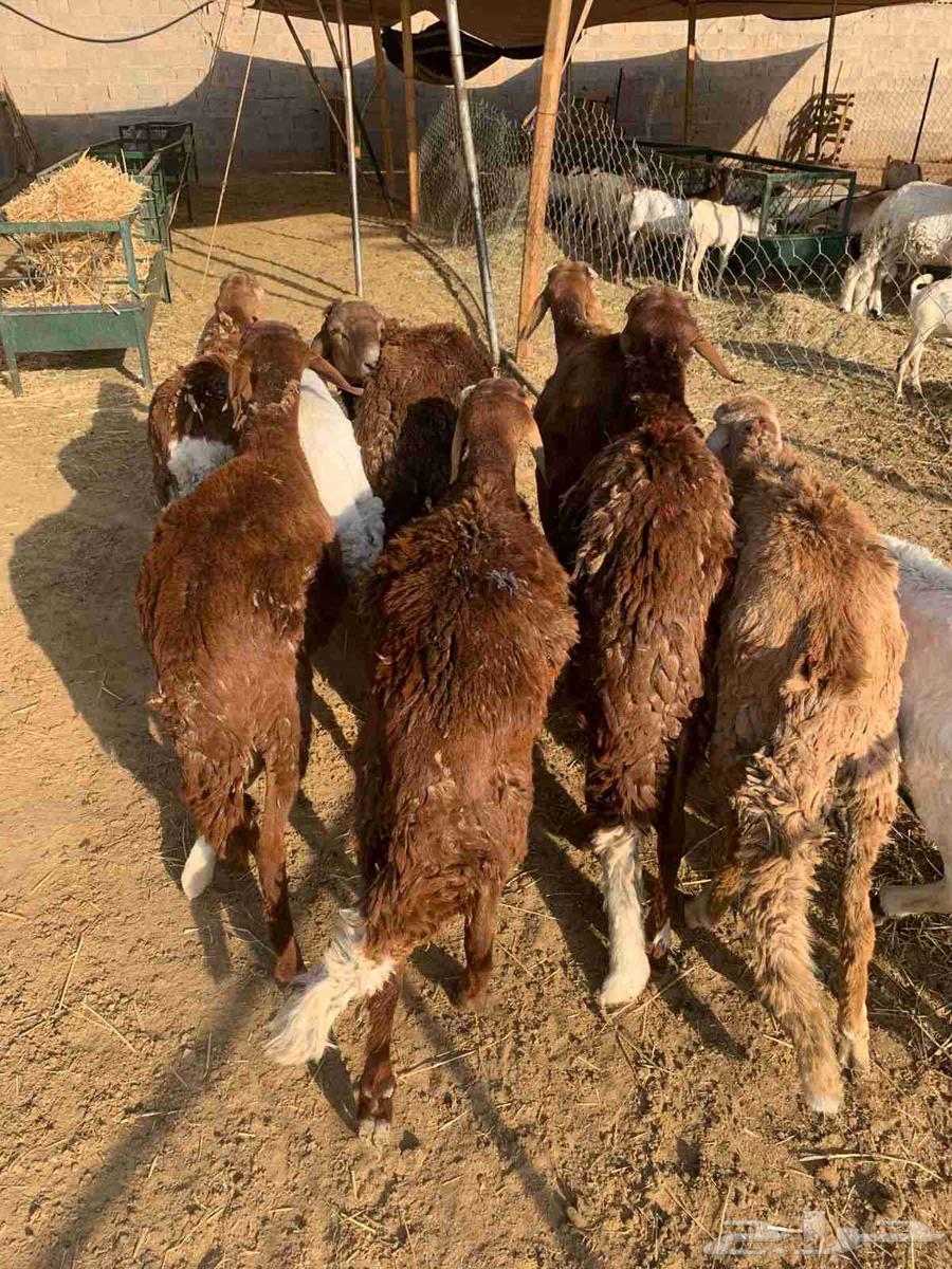 تيوس صومالي جذعان64534971423361114