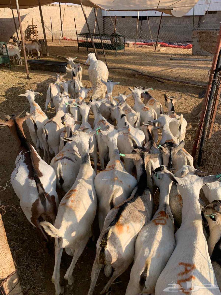 تيوس صومالي جذعان64534971423361112