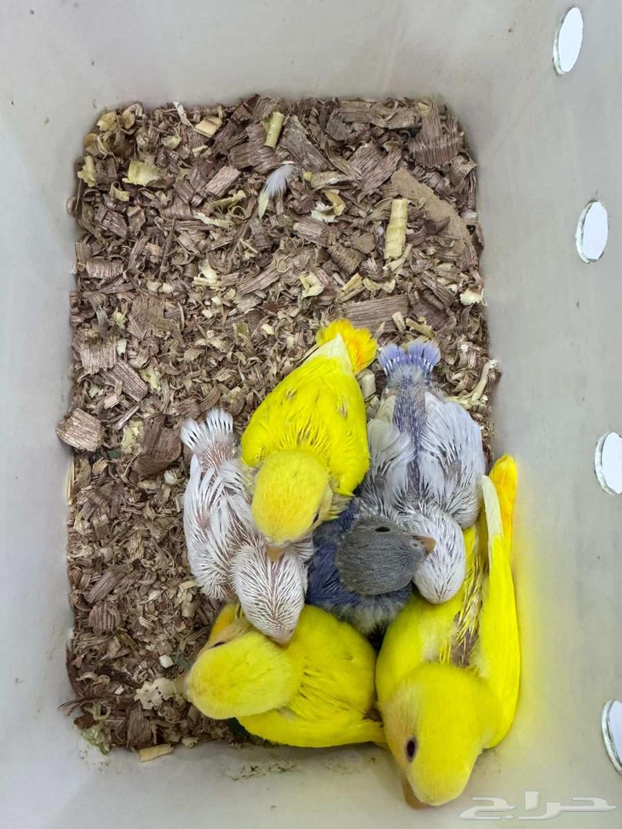 فروخ روز تم البيع64532226884225110