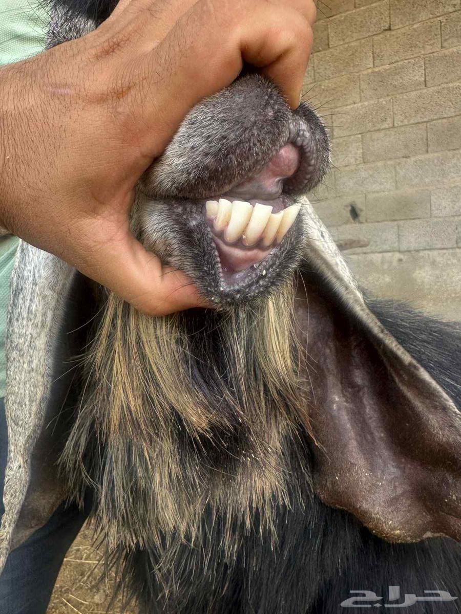 Random goat ((Sold))64514789611651114