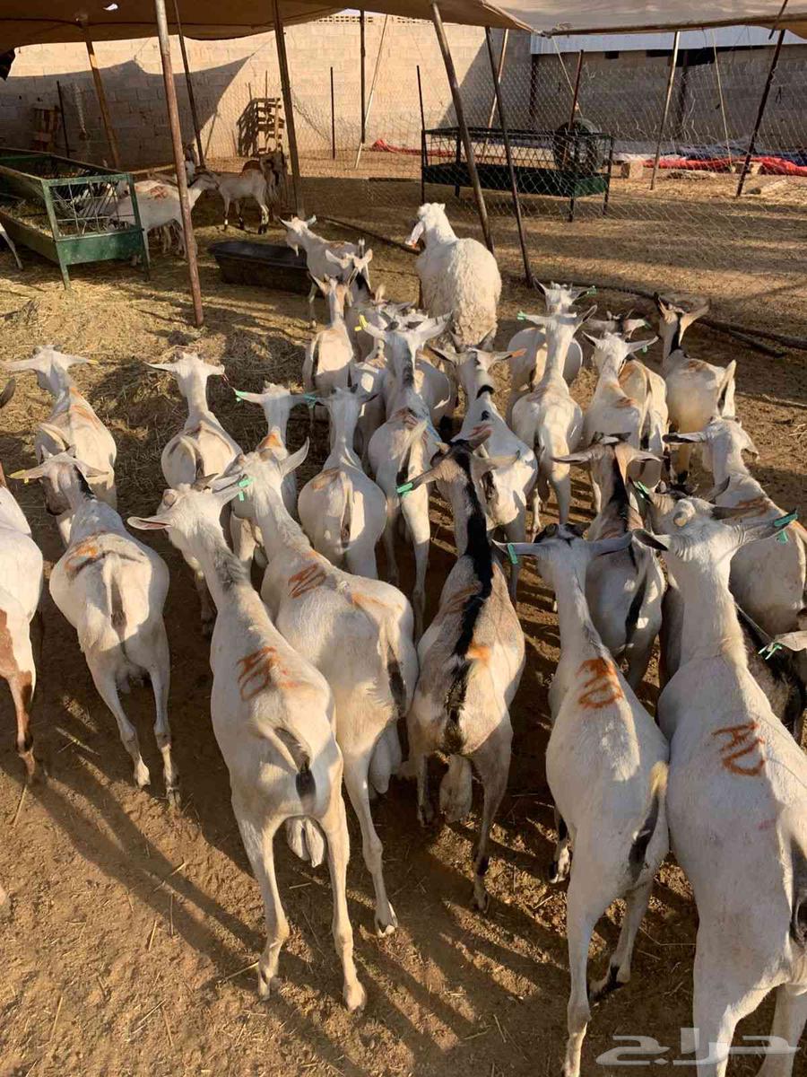 تيوس صومالي جذعان64534971423361113