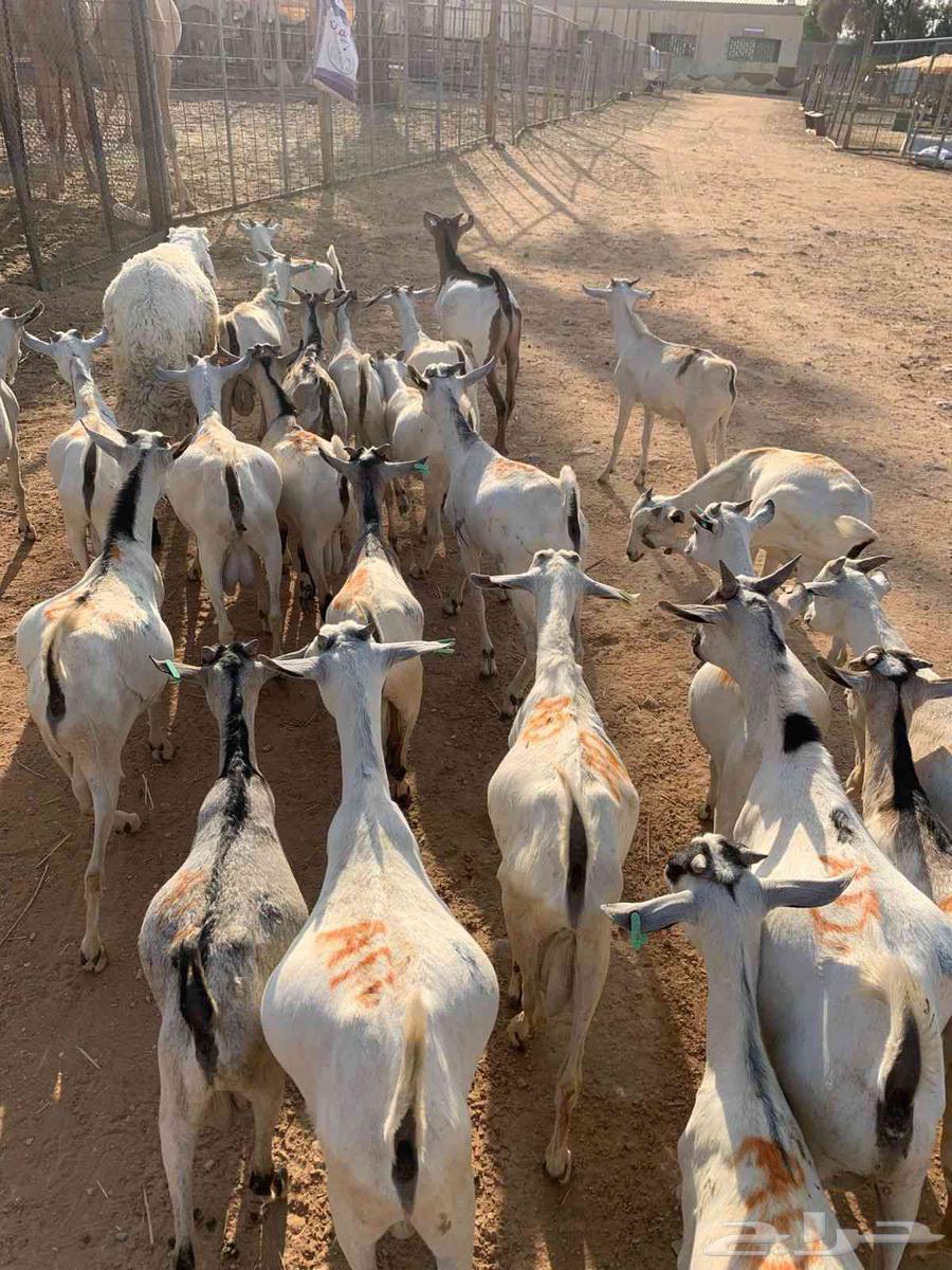 تيوس صومالي جذعان64534971423361110