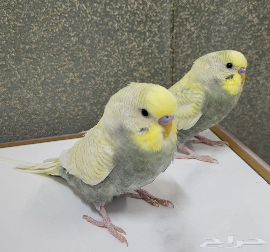 بادجي ذكور تطلب تزاوج64530571848577111