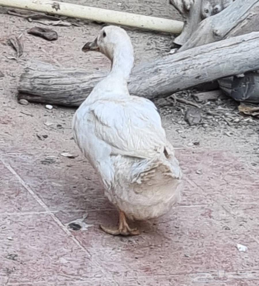 Duck64532818563970110