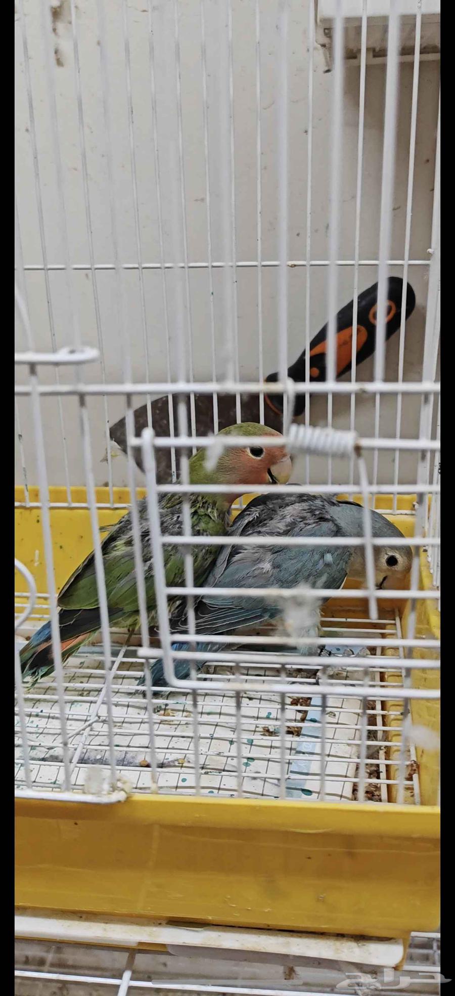 للبيع طبه طيور روز64529348532097112