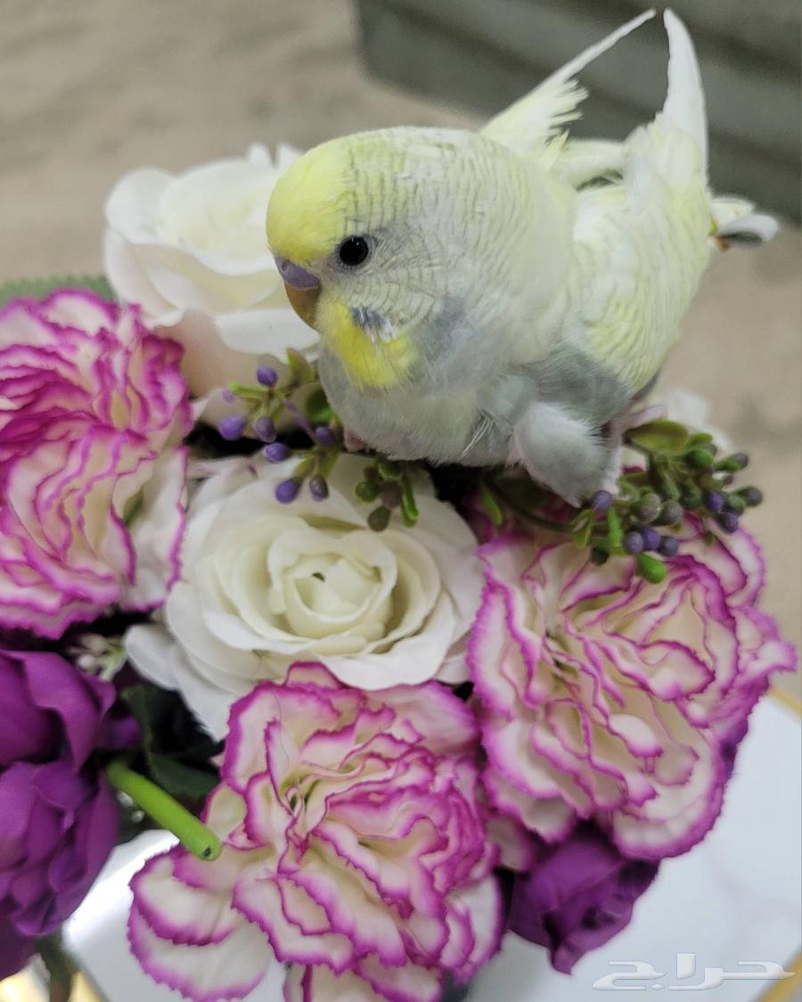 بادجي ذكور تطلب تزاوج64530571848577110