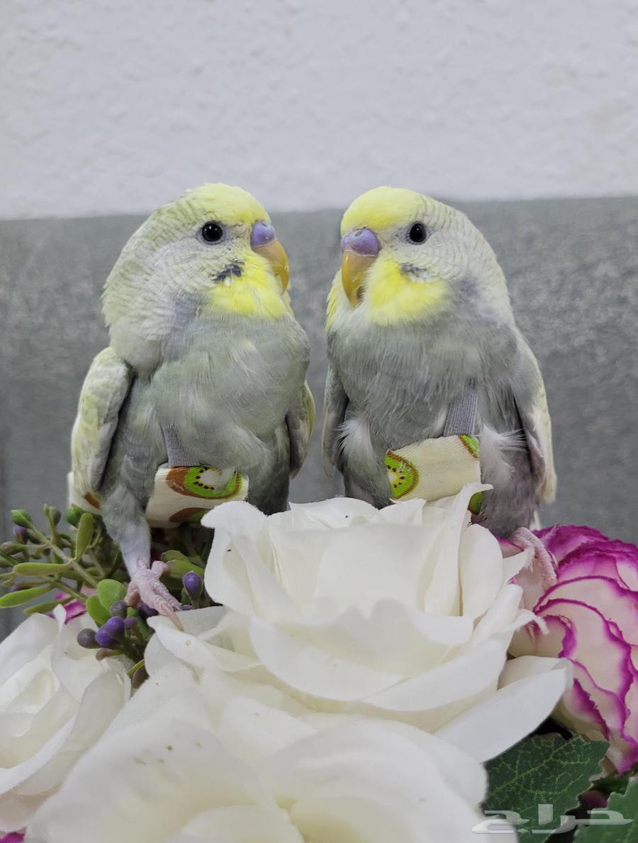 بادجي ذكور تطلب تزاوج64530571848577112