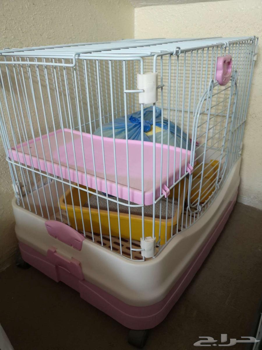 أغراض قطط شبه جديدة64528964616705112