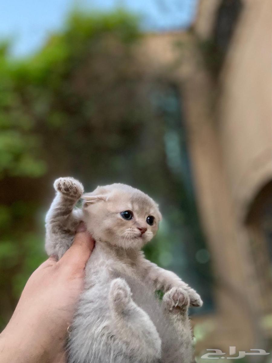 كيتن سكوتش فولد مطعمين مدربين للبيع ولايوجد تبني64533393576067110