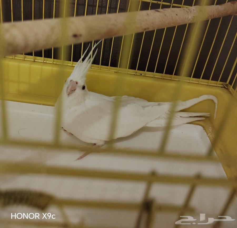 أنثى البينو للبيع64534536885249111