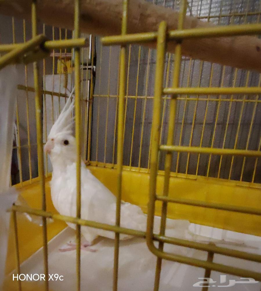 أنثى البينو للبيع64534536885249112