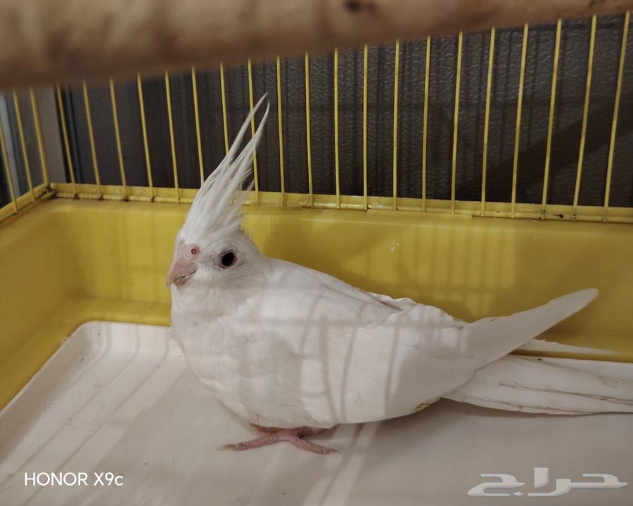 أنثى البينو للبيع64534536885249110