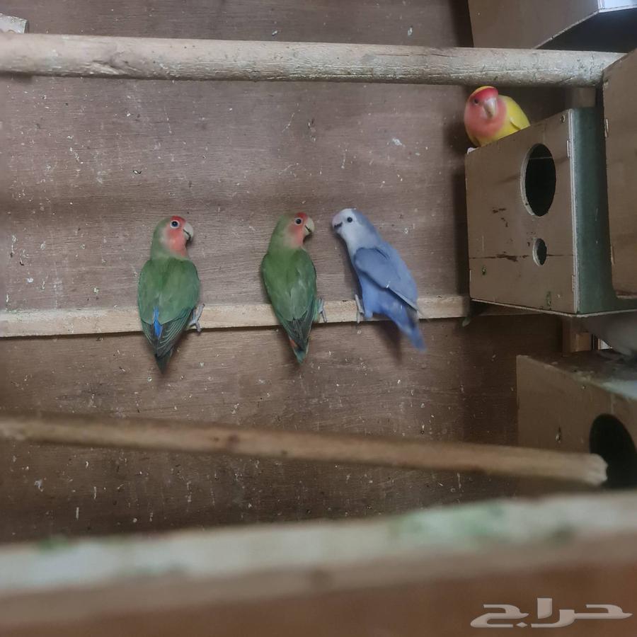 Rose, Canaries and Budgies64530854660481110