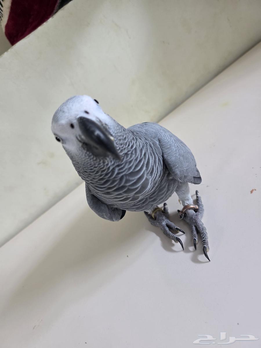 بغباء كاسكو افريقي انثى64529235934211110