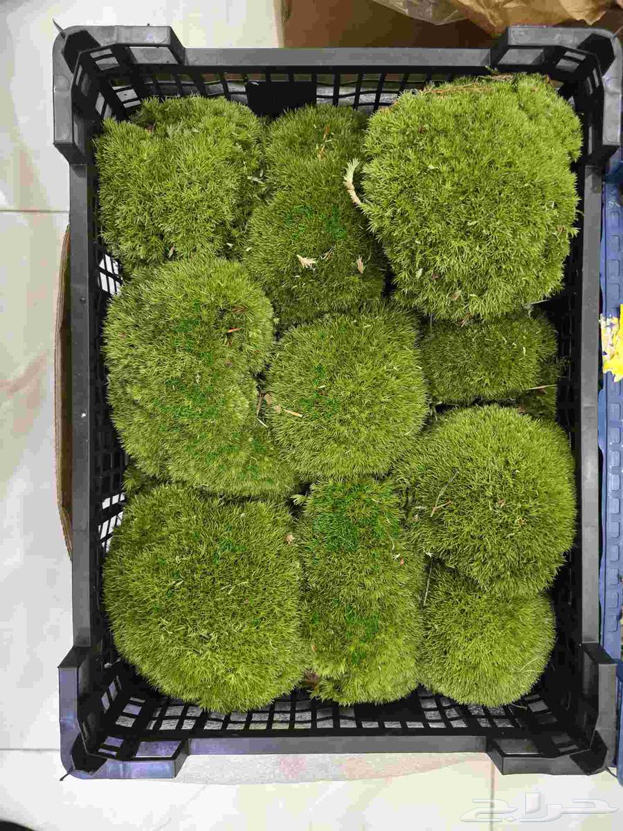 طحالب بولموس بولندا64530529600898112