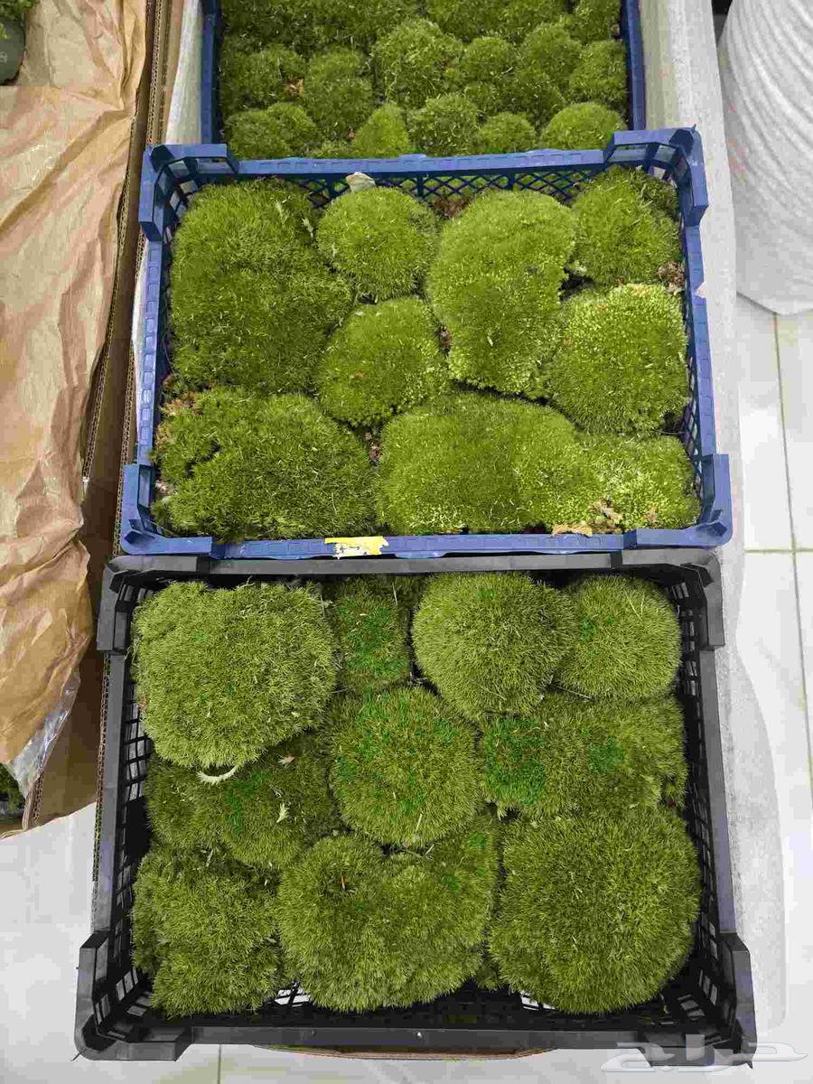 طحالب بولموس بولندا64530529600898113