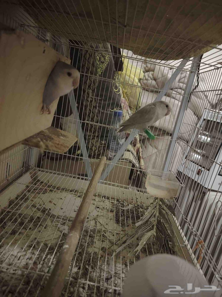 ذكر روز للبيع او البدل ب انثئ روز64527530672130110