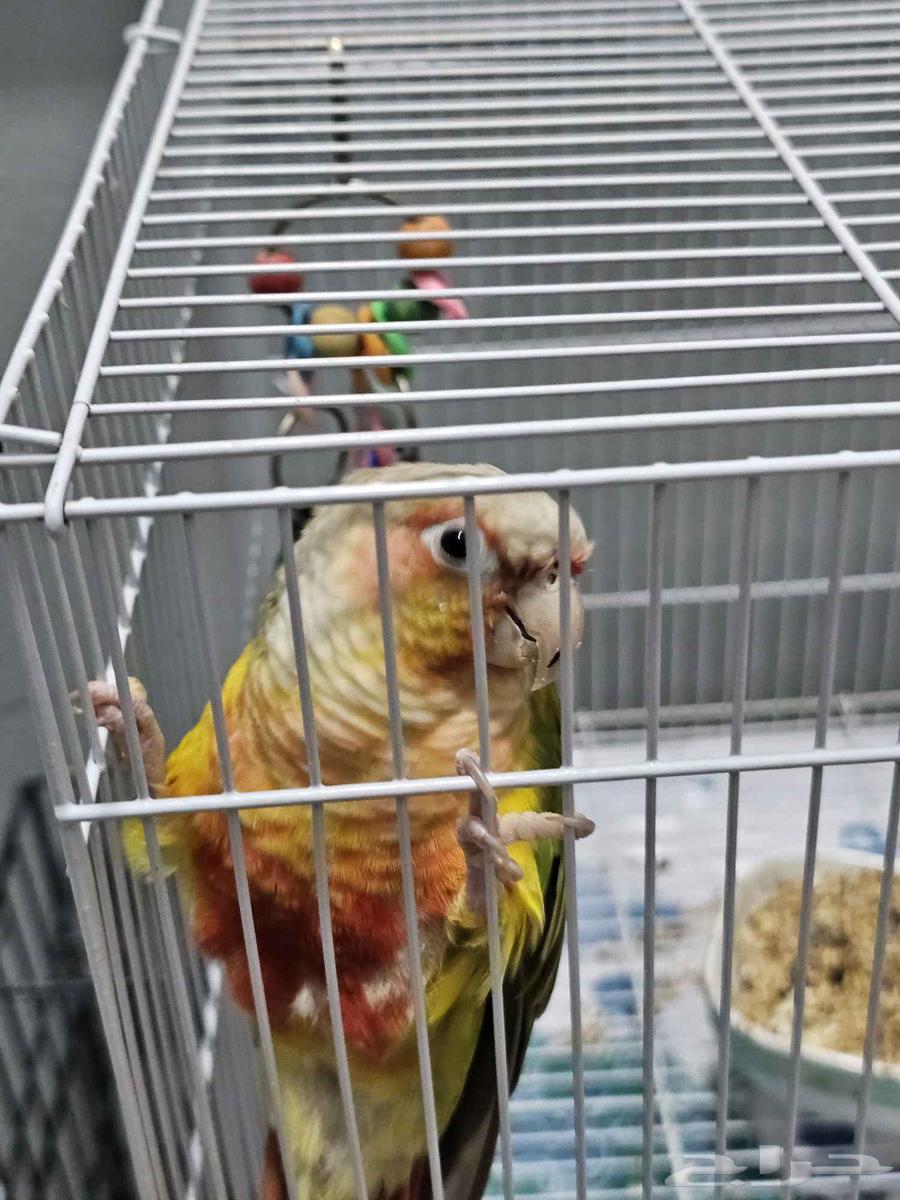 ذكر كنيور اليف بسعر رخيص64532762417155112