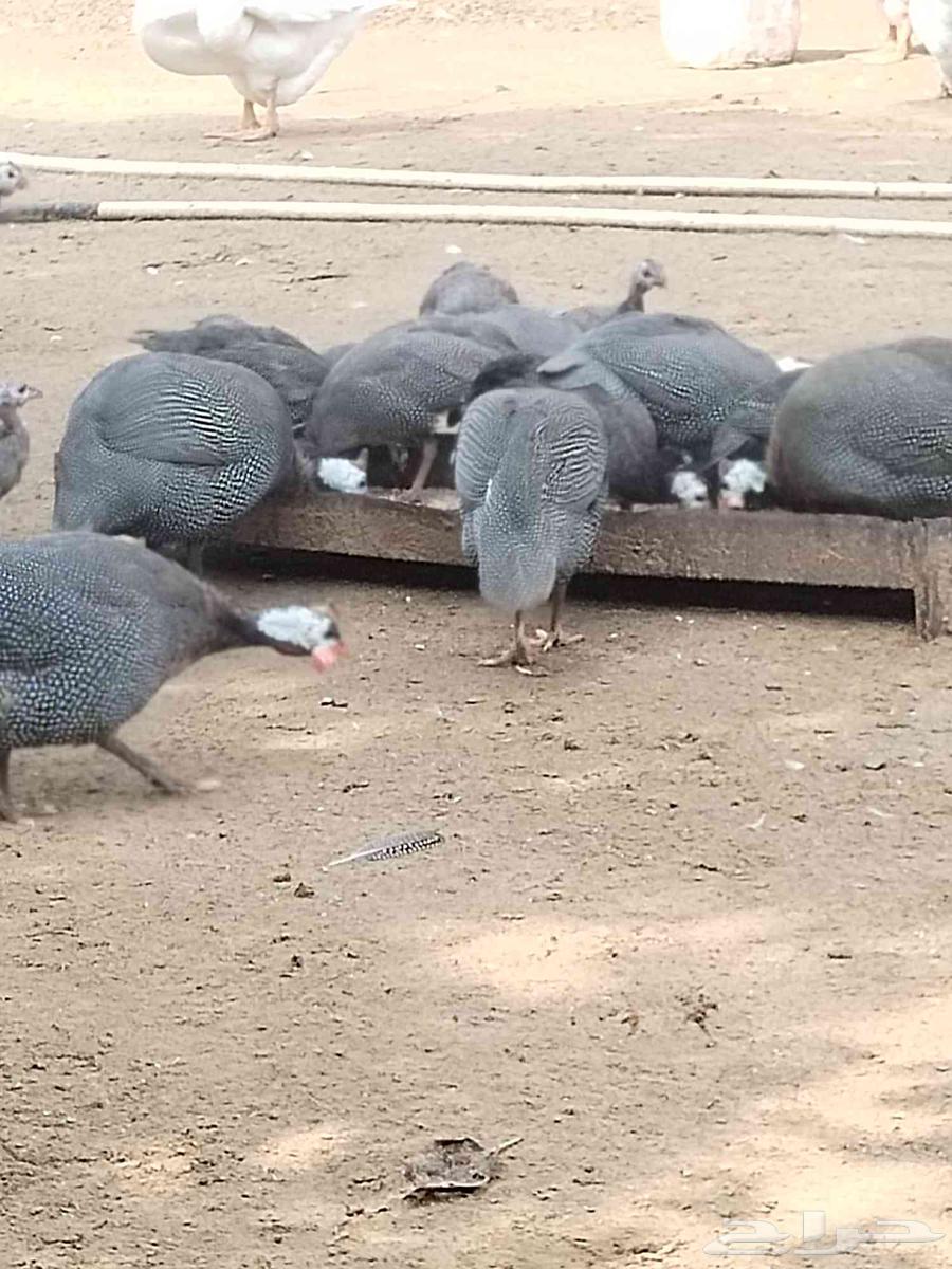 حجل اصيل للبيع64529391376897113