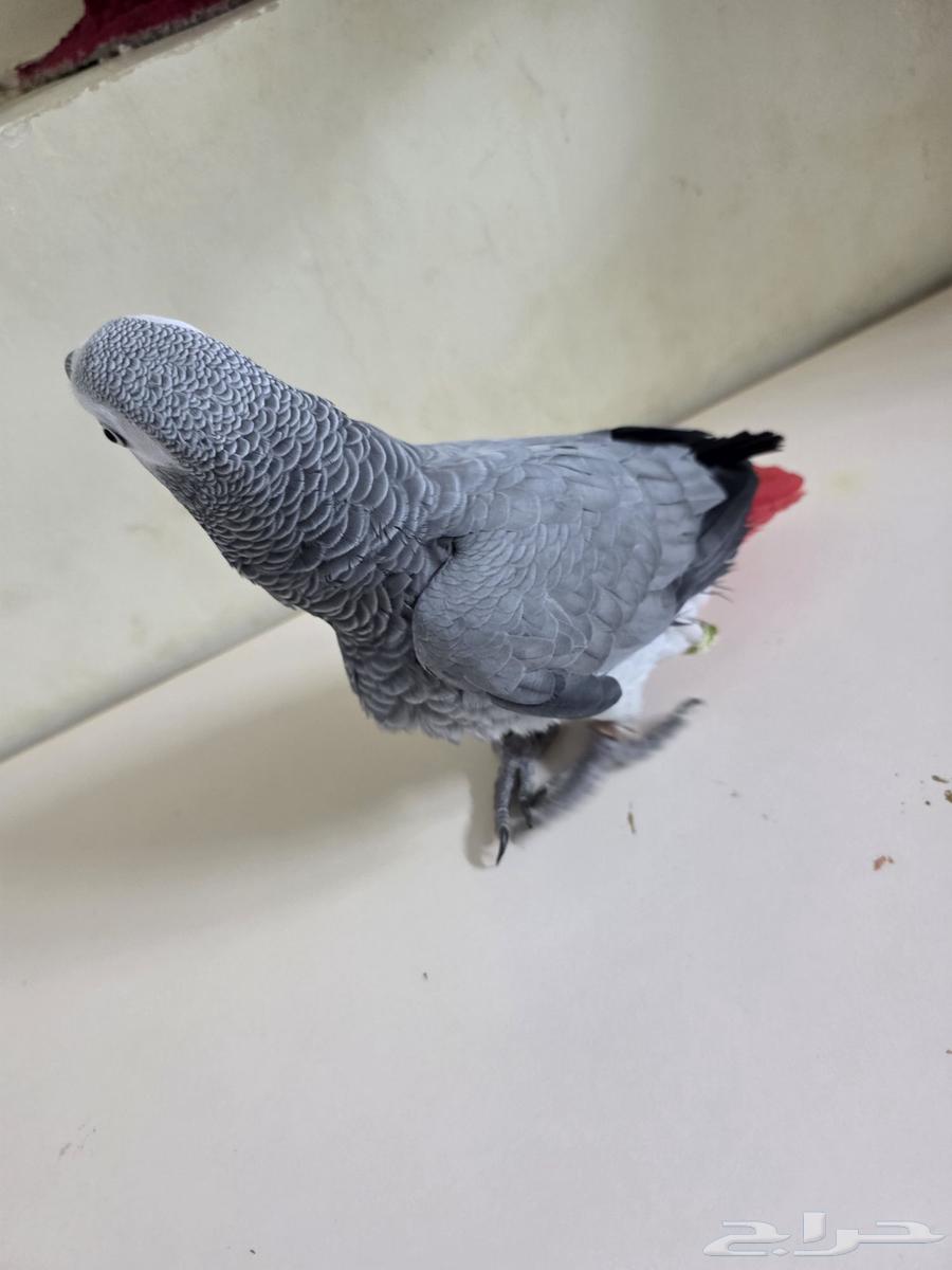 بغباء كاسكو افريقي انثى64529235934211111