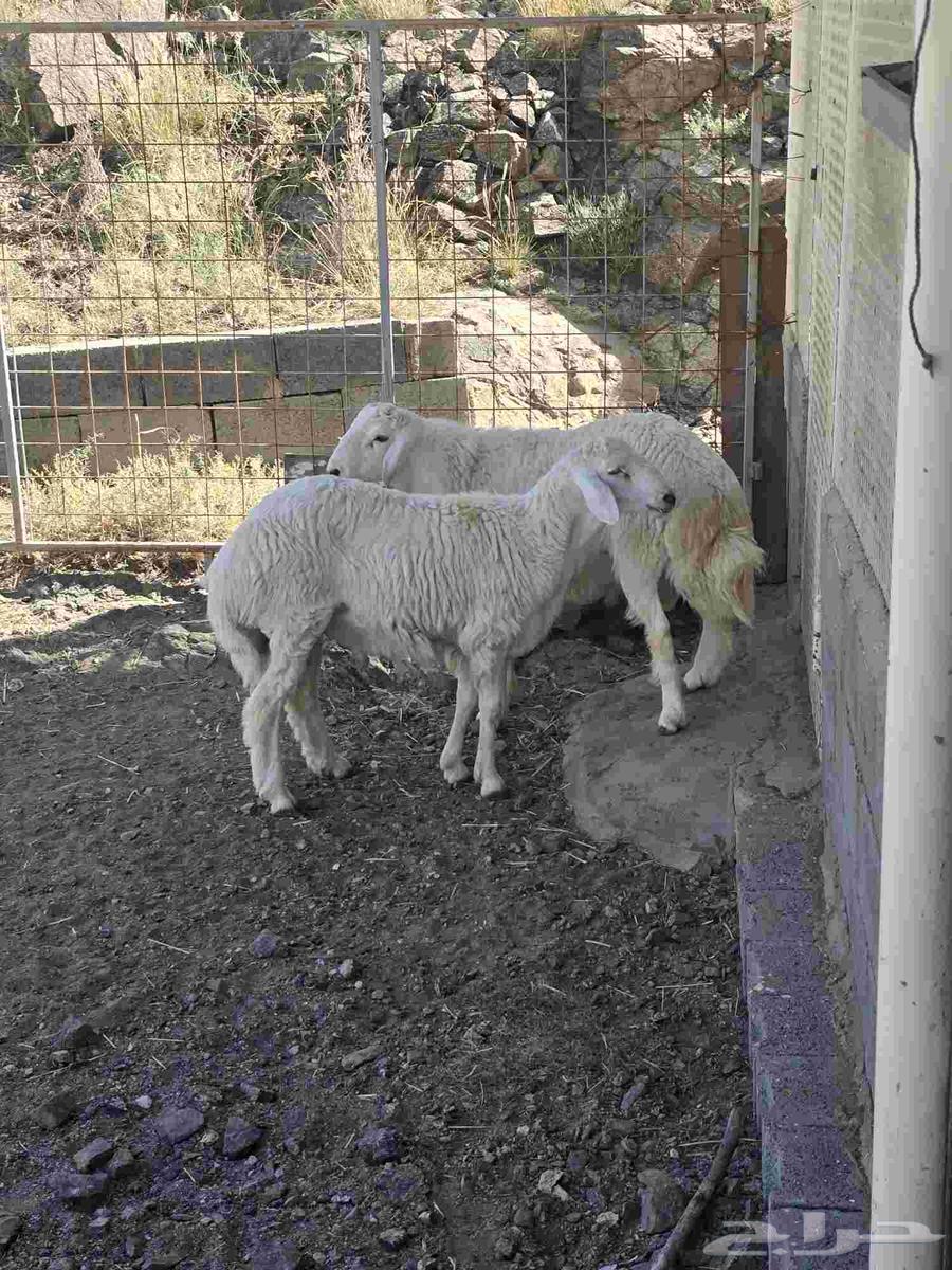 طليان حرية مع التوصيل64529179265282110