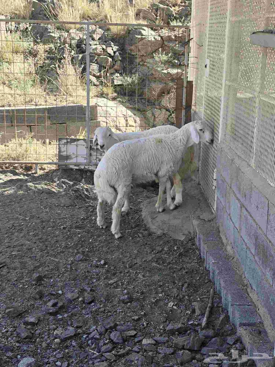 طليان حرية مع التوصيل64529179265282114