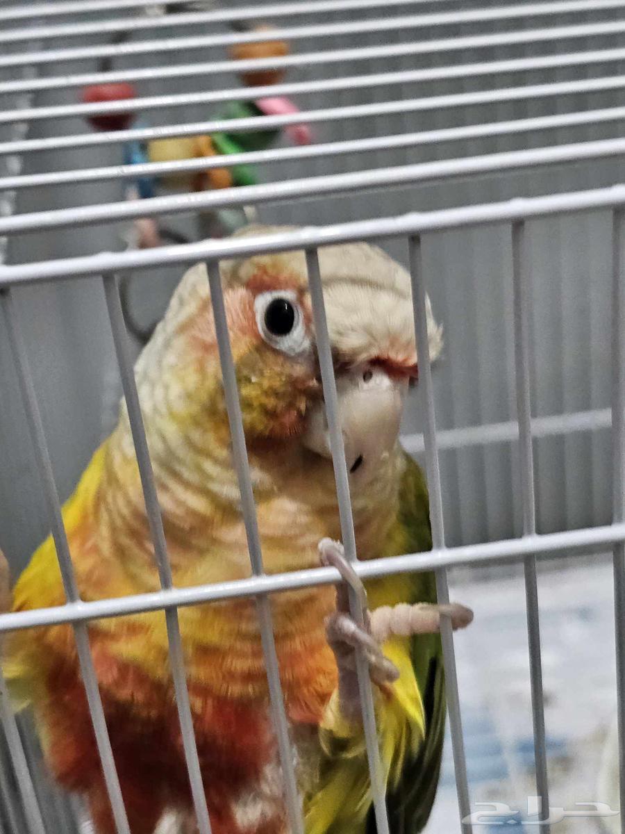 ذكر كنيور اليف بسعر رخيص64532762417155111