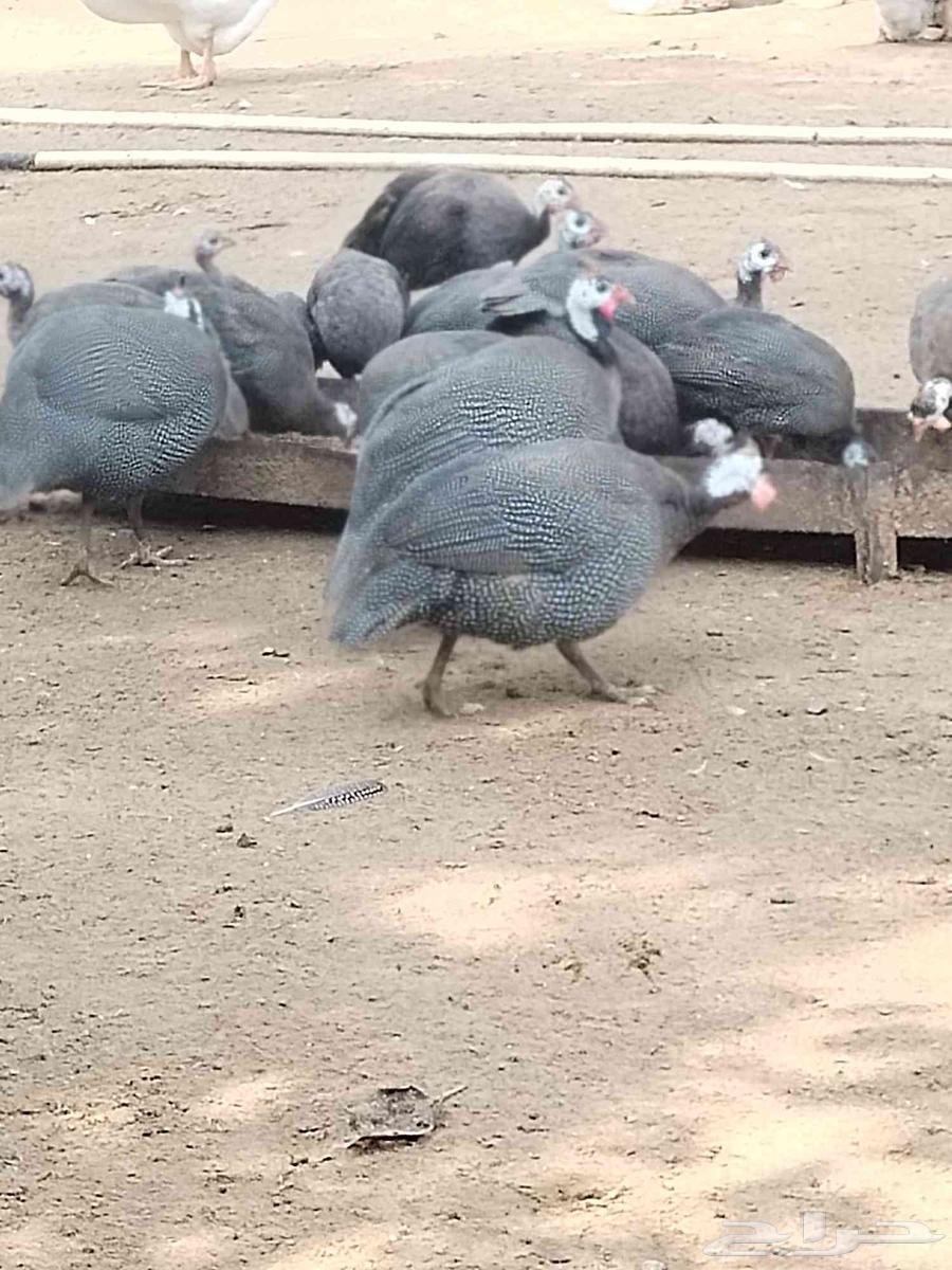 حجل اصيل للبيع64529391376897110