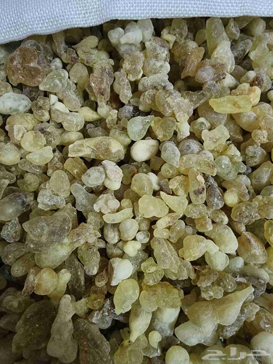 اللبان الذكر الحوجري الأصلي علاج64528153881217113