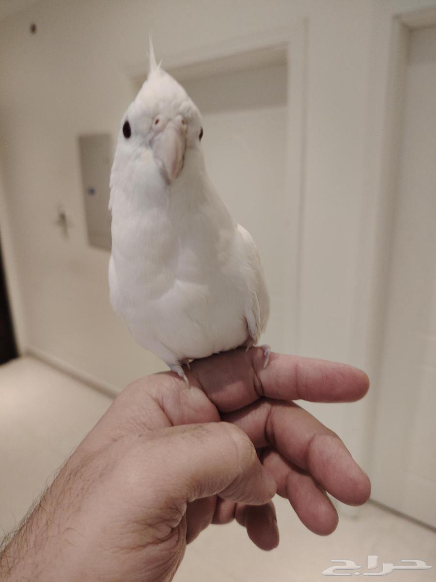 كروان البينو كابتن كلام عمره حوالي سنة للبيع64532621591043110