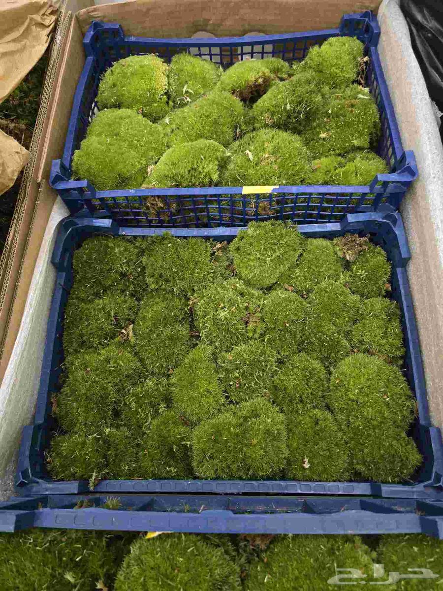 طحالب بولموس بولندا64530529600898114