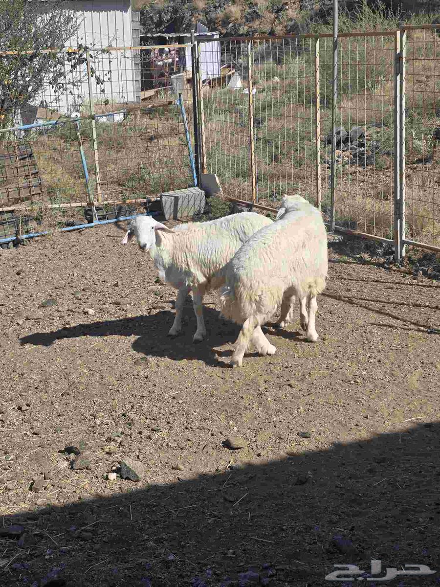 طليان حرية مع التوصيل64529179265282111