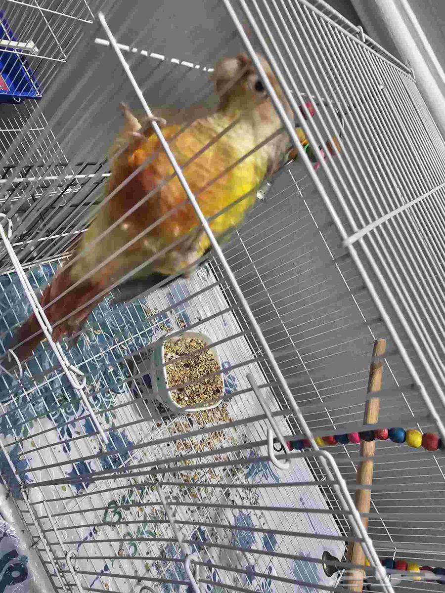 ذكر كنيور اليف بسعر رخيص64532762417155110