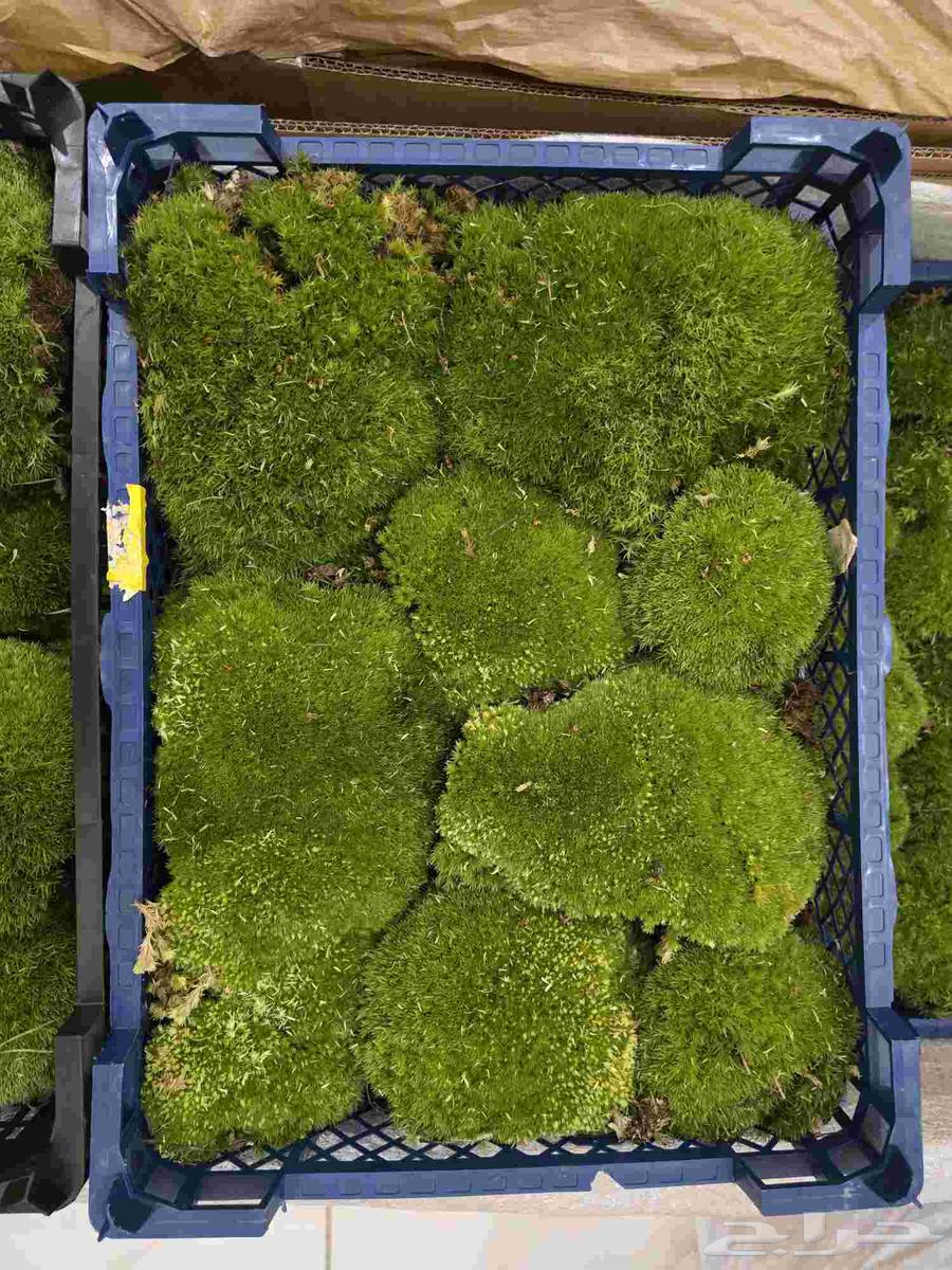 طحالب بولموس بولندا64530529600898111