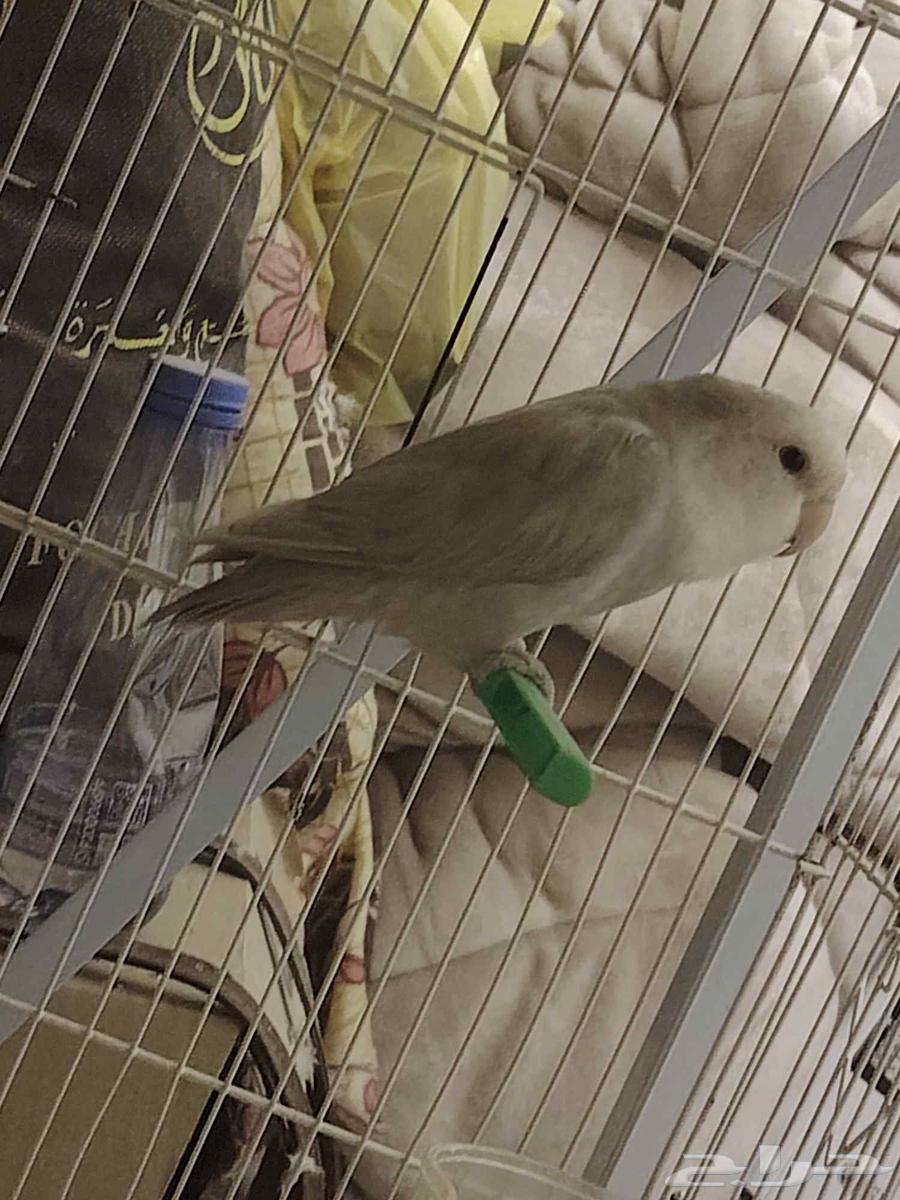 ذكر روز للبيع او البدل ب انثئ روز64527530672130111