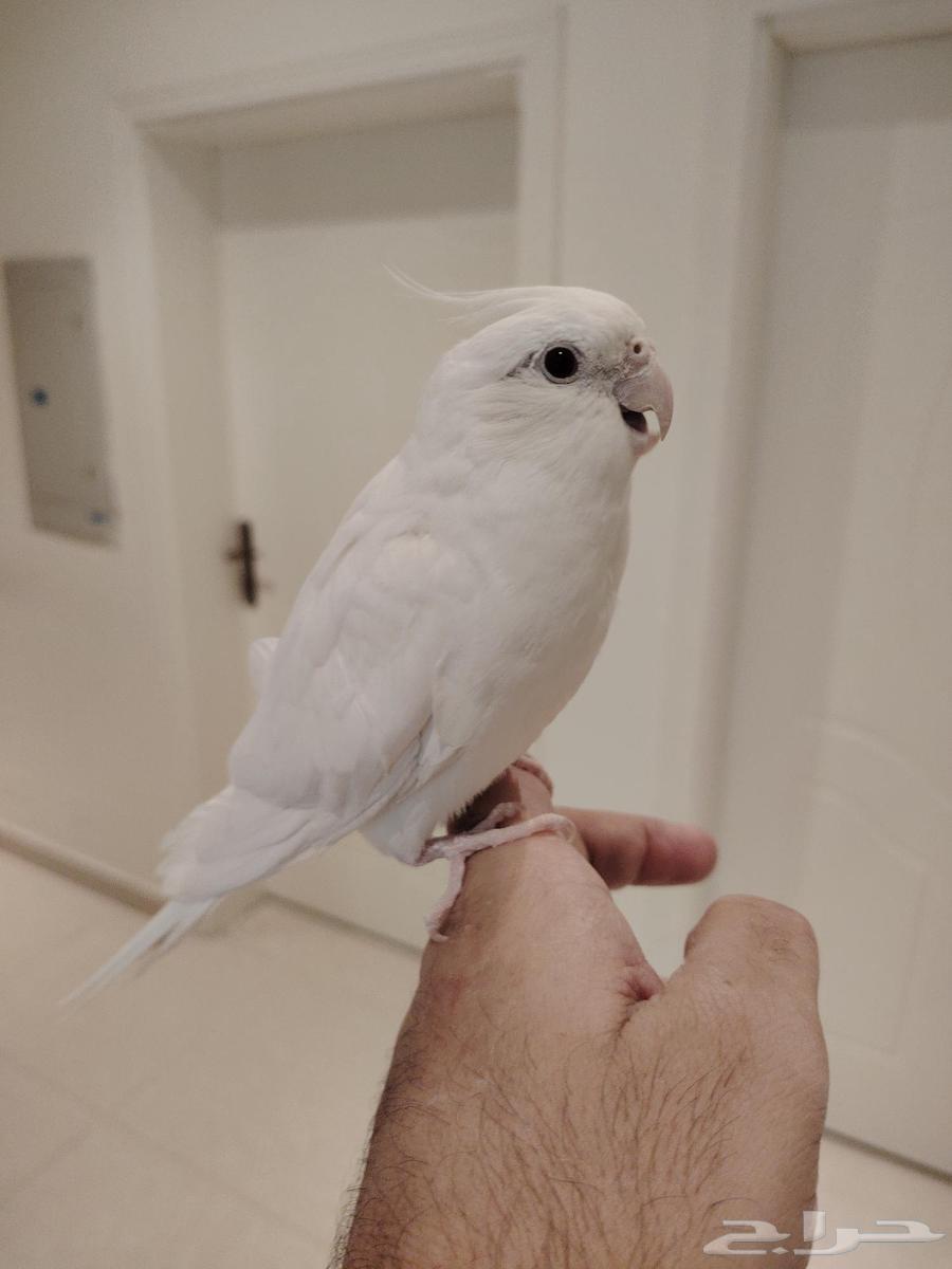 كروان البينو كابتن كلام عمره حوالي سنة للبيع64532621591043111