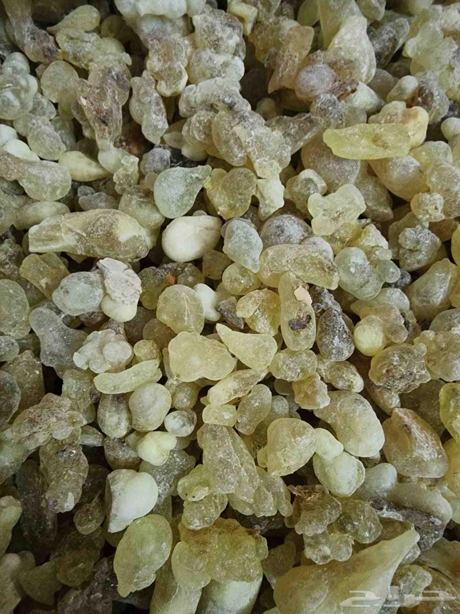 اللبان الذكر الحوجري الأصلي علاج64528153881217112