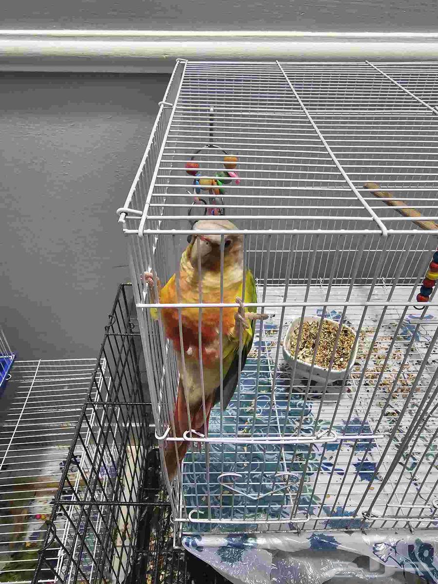 ذكر كنيور اليف بسعر رخيص64532762417155114