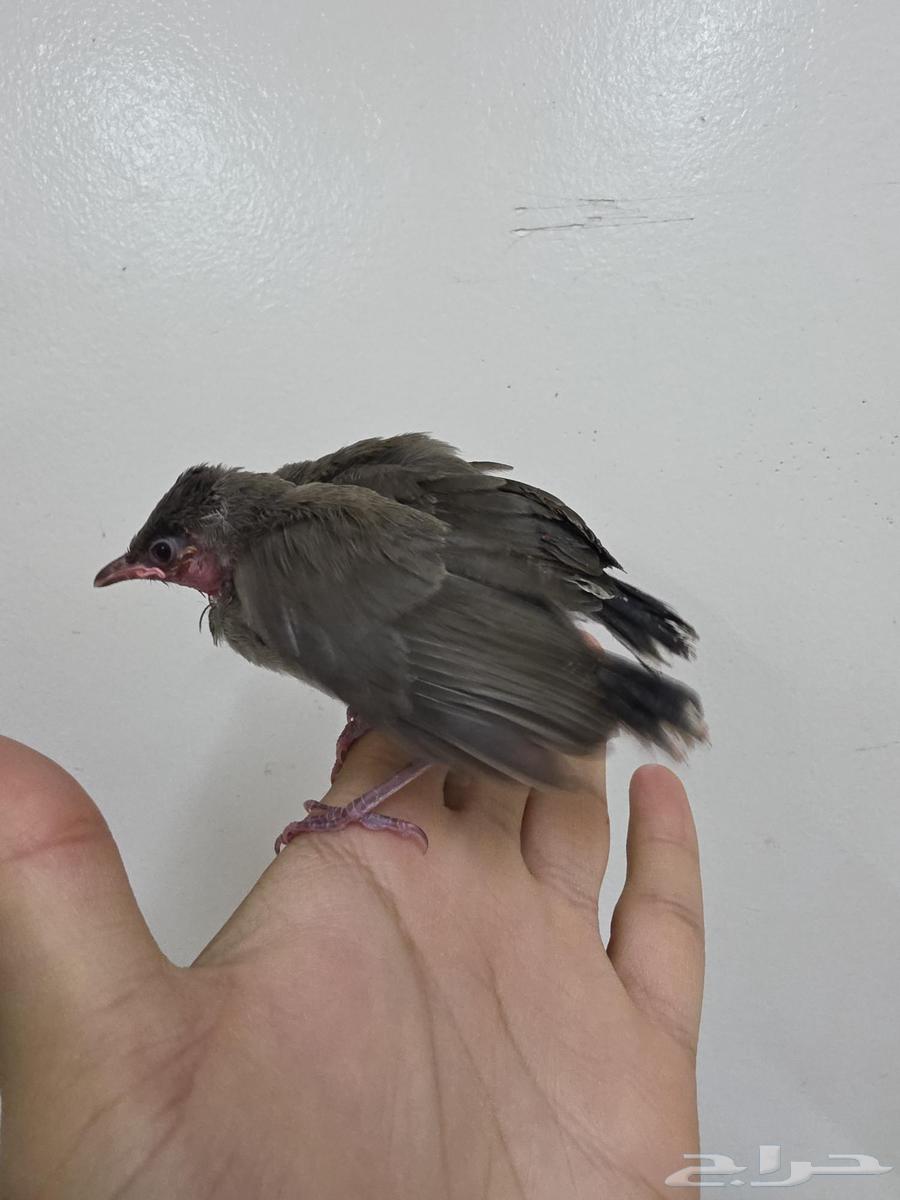 فروخ بلابل هملايا الحبه 90064533662751489110